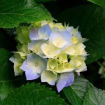 Brentwood, TN Homes – The Value of Landscaping